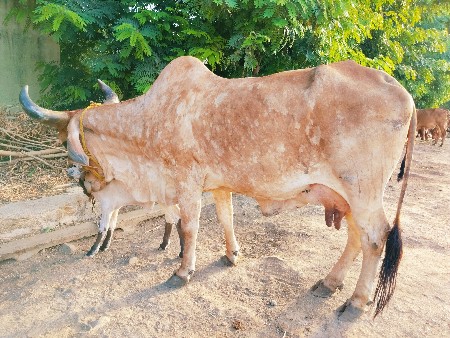 ગાય વેચવાની છે