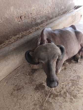 પેલા વેતર ની ખળેલી વેચવાની છે