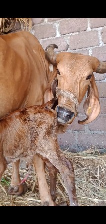 ગીર ગાય વેચવાની છે