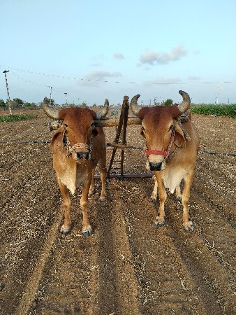 બળદ વેચવાના છે