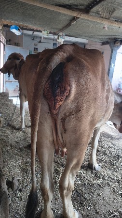 વેચવાની