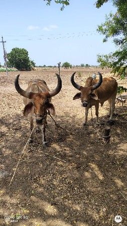 વેચવા ના છે