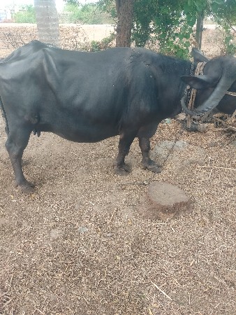 ગાભણ