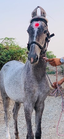વસેરી