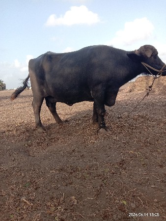 ભેંસ વેચવાની છે