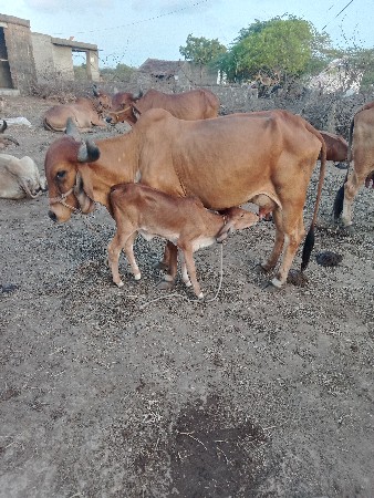 આ ગાય વેચવાની છે