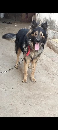 લોંગ કોટ જર્મન શેફડ
મિટિંગ માટે
