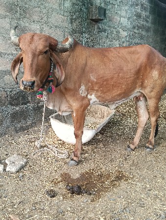 પેલુ વેતર ઓડકી વેસવાની છે