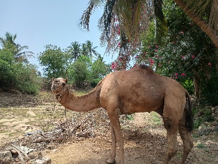 ઊંટ વેચવાનો છે
