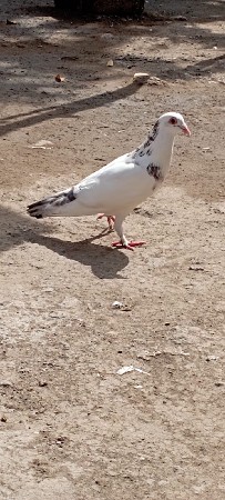 કબૂતર વેસવાના છે
