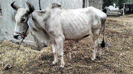 બળદ