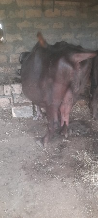 ભેંસ વેચવાની છે