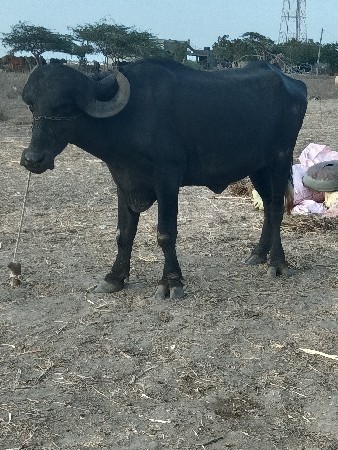 ખડેલી વેચવાની છે