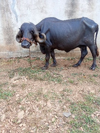 ભેંસ વેચવાની છે