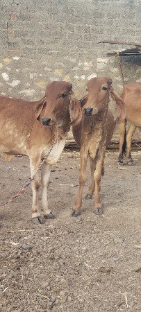 2 વાછડી વેચવાની છે