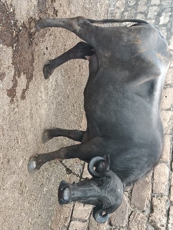 પેલું વેતર ખડેલી
