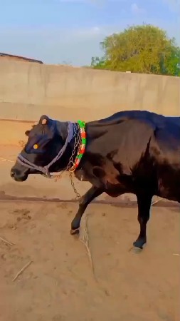 સારી ક્વોલિટી ની ગાય છે