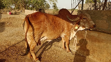 ગાય વેચવાની છે.