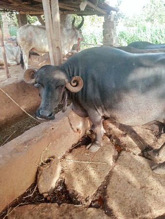ભેંસ વેચવાની ભેંસ વેચવાની છે