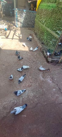 kabutar vechvana chhe