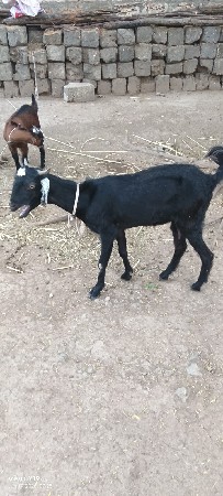 9099172540