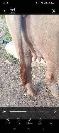 1 vatari vach vani saaa
