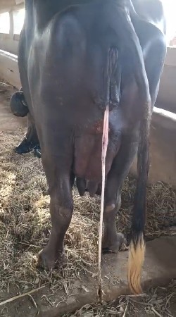 ભેંસ વેચવાની છે