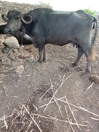 ભેંસ વેચવાની છે