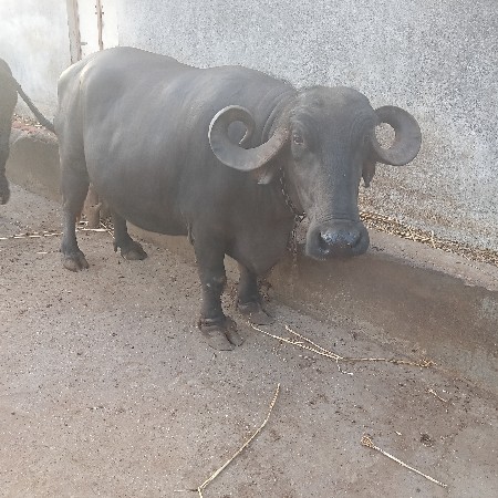 ભેંસ વેચવાની છે