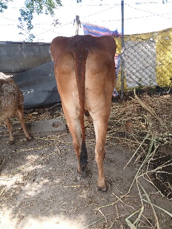 બળદ વેચવા નો છે