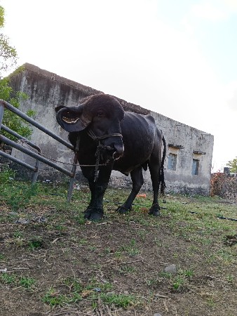 પાડો વેચવાનો છે