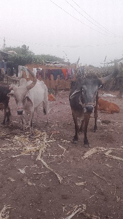 બણદવેચવાનાછે