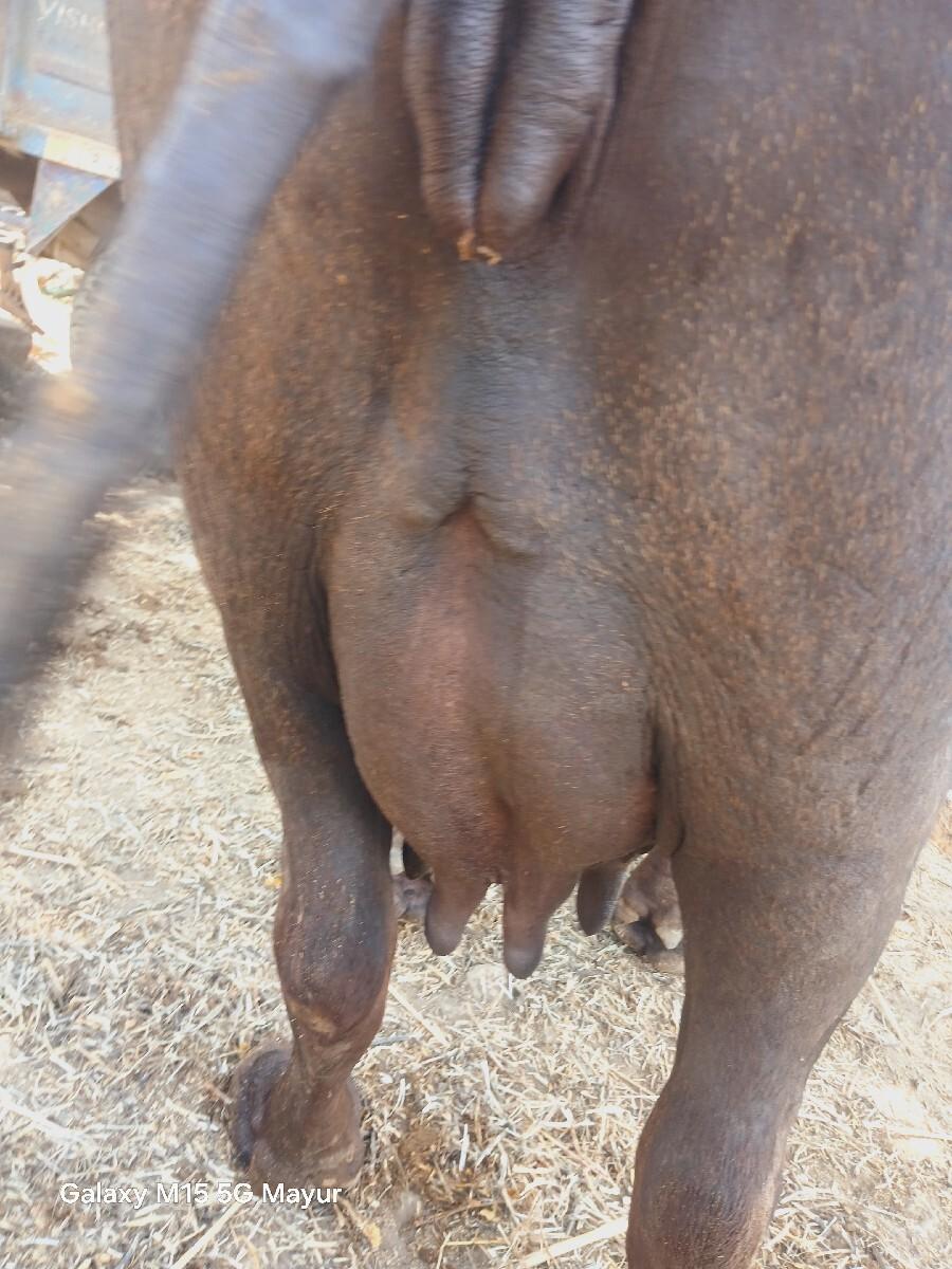 આ ભેંસ વેચવાની છે