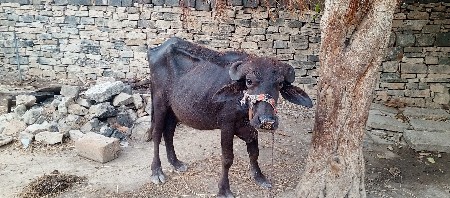 ખળેલી વેચવાની છે