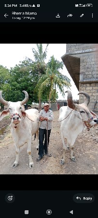 બરધ