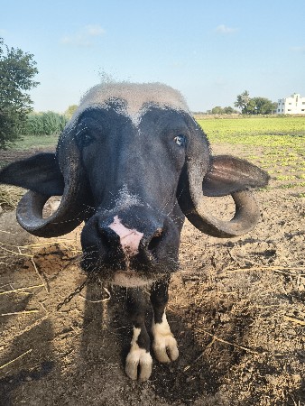વેચવાની