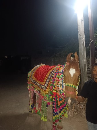 લાલ બાવરી ઘોડી વેચવાની છે અથવા