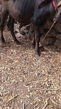 પાડી વેચવાની છે