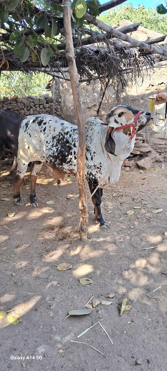 ખુટ વેચવાનો છે.