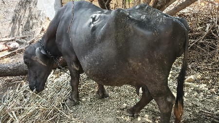 ભેસ વેચવાની છે.