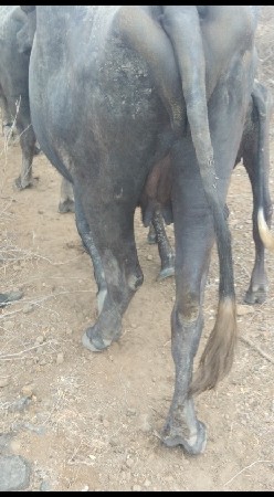 ખડેલી વેચવાની છે