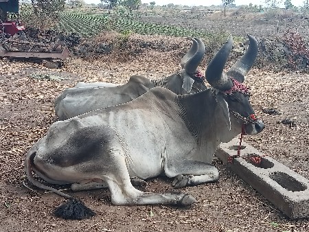 ગોધલા ના સાટા કરવા