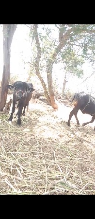 પાડો વેચવાનો સે