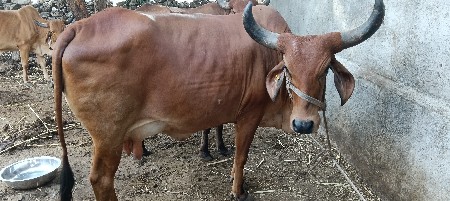 દેશી ગાય