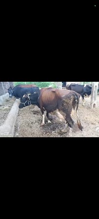 jarsi gay vechavani se