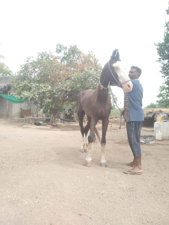 ઘોડી વેચવા ની છે