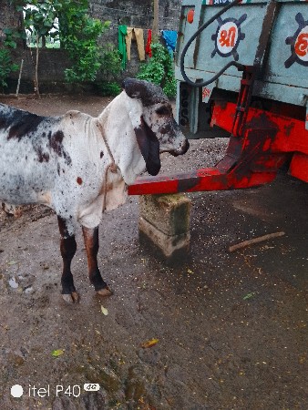 વાછડો દેવાનો છે