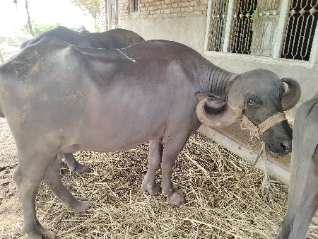 ભેંશ વેચવાની