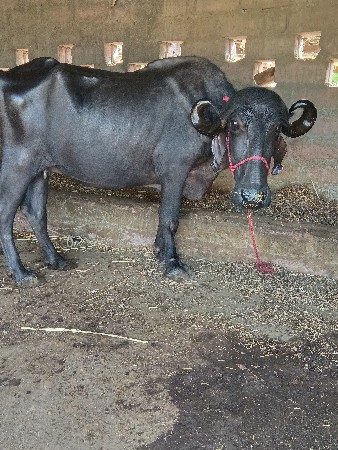 સાટાપણકરવાનાછે