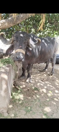 ભેંસ વેચવાની છે